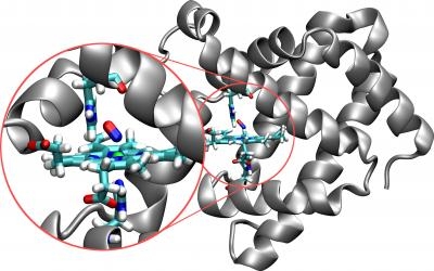 Structure of the protein myoglobin (silver) with the embedded active site (in color). In this image, the nitrogen molecule (red/blue) is bonded to the iron atom (green ball).