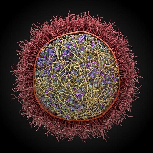 The image from co-author Arthur Olson's lab at the Scripps Research Institute shows a preliminary model of mycoplasma mycoides. Modeling by Ludovic Autin and David Goodsell, rendering by Adam Gardner.