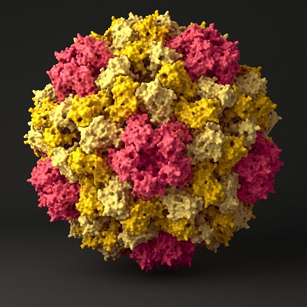 CAPTION Computer simulation of Cowpea Chlorotic Mottle Virus (CCMV) capsid. Carnegie Mellon and University of Konstanz researchers learn about viral assembly by smashing capsids in a coarse-grained simulation. CREDIT Venkatramanan Krishnamani
