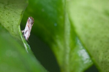 CAPTION In the study the authors we investigated feeding of the Asian citrus psyllid (pictured above), a hemipteran vector of the pathogen causing citrus greening disease. CREDIT PROMark Yokoyama / Flickr (CCBY)