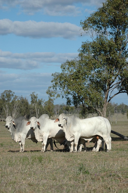  Australian Brahman bulls are adapted to harsh tropical and sub-tropical conditions.