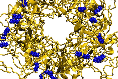 A molecular dynamics model showing a nanoparticle binding to the outer envelope of the human papillomavirus.  CREDIT Petr Kral