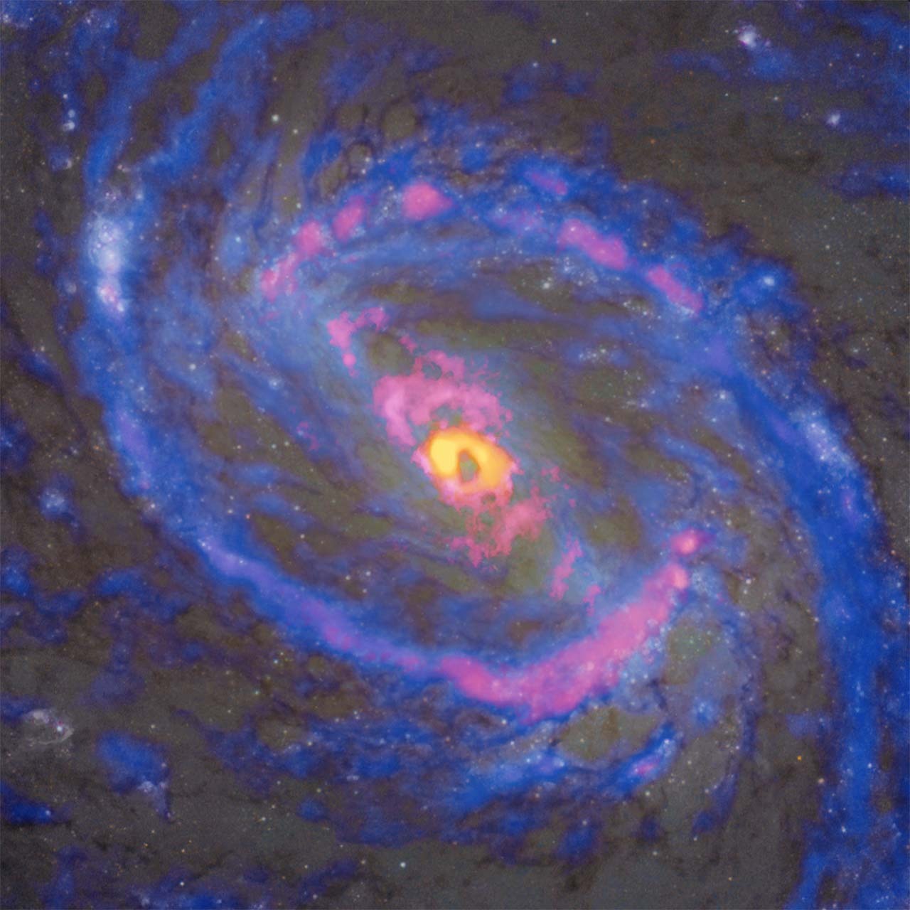 The spiral galaxy Messier 77 (NGC 1068), as observed by ALMA and the Hubble Space Telescope. Hydrogen cyanide isotopes (H13CN), shown in yellow, are found only around the black hole at the center. Cyanide radicals (CN), shown in red, appear not only in the center and a large-scale ring-shaped gas structure, but also along the bipolar jets extending from the center towards the northeast (upper left) and southwest (lower right). Carbon monoxide isotopes (13CO), shown in blue, avoid the central region. (Credit: ALMA (ESO/NAOJ/NRAO), NASA/ESA Hubble Space Telescope, T. Nakajima et al.)