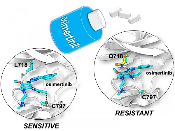 CAPTION Molecular models of the lung cancer drug osimertinib in complex with EGFR. On the left, osimertinib assumes a conformation that allows it to react with Cys797 leading to the effective inhibition of the enzyme and to cancer cell death. On the right, the presence within EGFR of a residue able to form additional interactions with osimertinib (as for the L718Q mutant form) prevents its reaction with Cys797 allowing EGFR to work and cancer cells to survive.