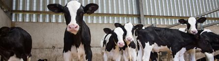 Nottingham's early warning health, welfare system could save UK cattle farmers millions of pounds, reduce antibiotic use