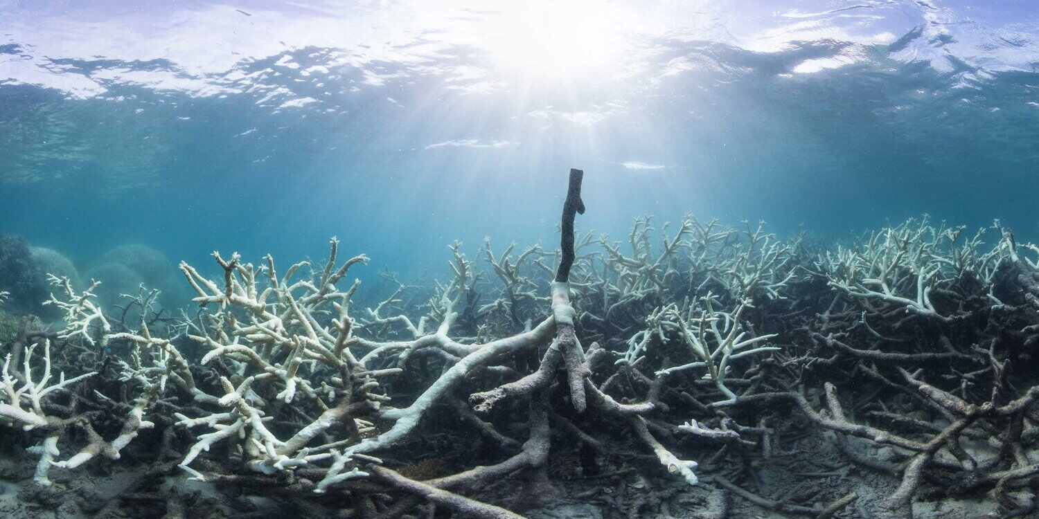 Coral bleaching. © Underwater Earth / XL Catlin Seaview Survey / Christophe Bailhache