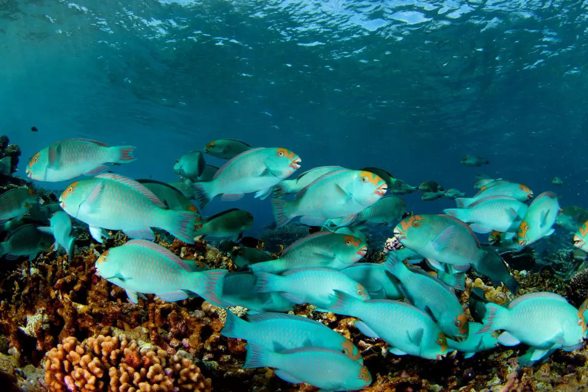Herbivorous parrotfish feeding in the shallows on Palmyra Atoll Credit: Brian Zgliczynski