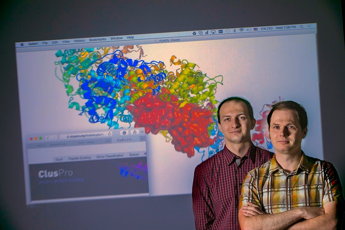 Dima Kozakov, right, and Dzmitry Padhorny, co-author and graduate student, continue to work on ClusPro, the server that enables researchers worldwide to calculate and display protein interactions, as shown in the background based on color and shape patterns.