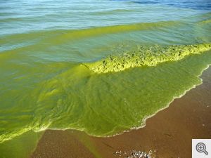 A Lake Erie algae bloom in September 2009. This photo was taken on the southeast shore of Pelee Island, Ontario. Image credit: Tom Archer