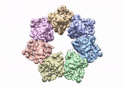 This rotating image shows the 3D structure that NIEHS researchers created of the twinkle protein. The researchers used Cryo-EM and other techniques to show how disease mutations on the protein can lead to mitochondrial diseases. The video zooms to the protein interface where many of the disease mutations occur.  CREDIT Graphics and video courtesy of A.A. Riccio, NIEHS