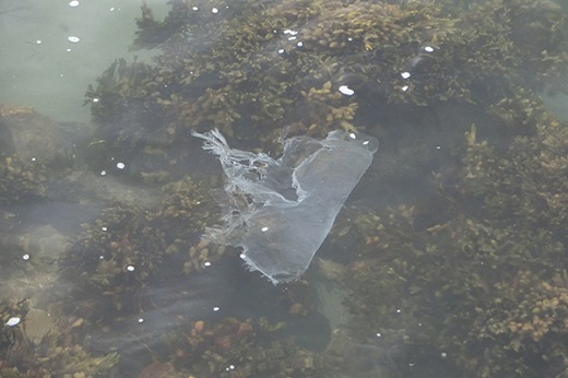 A decaying plastic bag found floating in a marine harbour in Cornwall, United Kingdom, looks like a jellyfish.