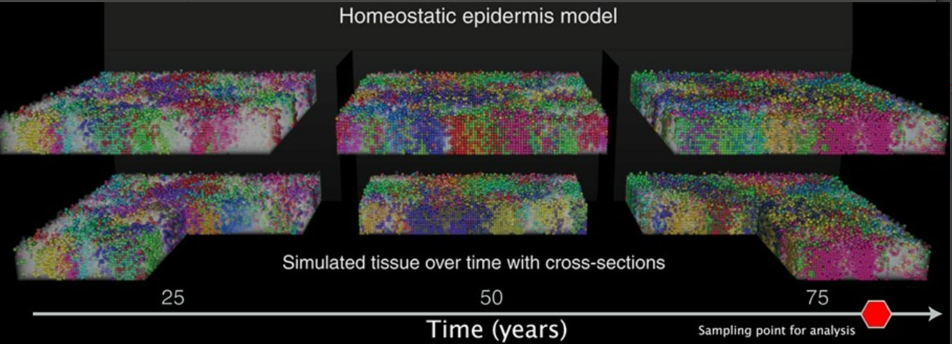 This figure shows snapshots of simulations at three timepoints with cross-sections revealing the mosaic nature of mutations in normal epidermis. Each patch of color is a different population of cells carrying the same mutations.