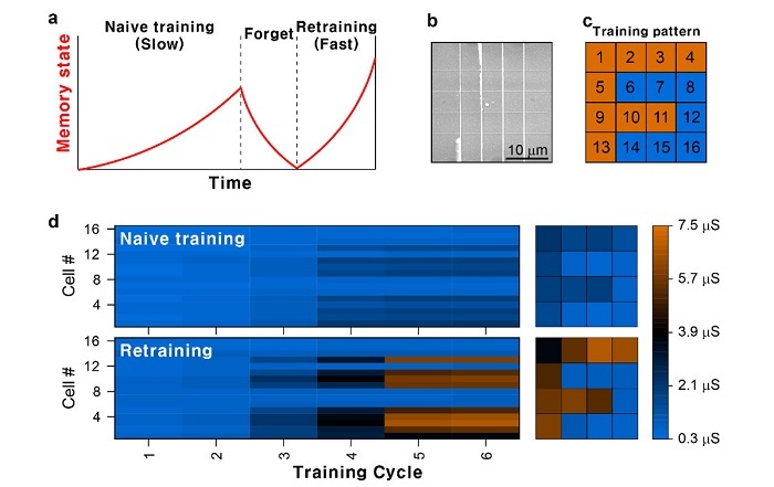 Retraining operation in the neuromorphic device array. a) Schematic graph showing the retraining effect. b) Scanning electron microscope image of the neuromorphic device array. c) Training pattern “F” for the retraining test. d) Evolution of the memory state of the neuromorphic device array for the naive training and retraining scheme. 
