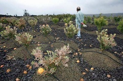 Protea plants damaged by vog have cost farmers in Ocean View, on average, 40 percent of their household income. (photo credit: Chris Stewart, the Chronicle)