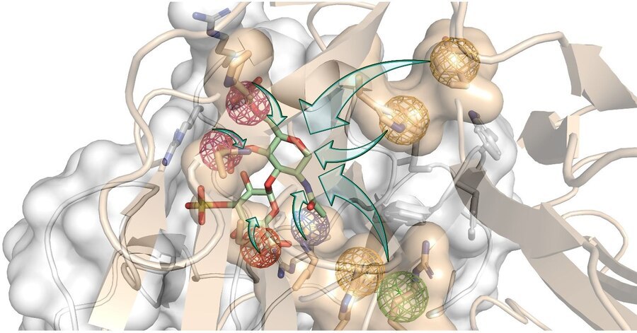 An artistic depiction of computer-aided structure-based rational design. The green arrows symbolize the innovative strategy to introduce new chemical properties in the hyaluronic acid molecule (green and red sticks) to develop Rationally Engineered GAG (REGAG) molecules that act as hijackers of bone regeneration blocking proteins. Dickkopf-1, a protein blocking bone formation, is shown in grey, and its receptor in beige. The colored spheres represent a set of properties that mimic the interactions between dickkopf-1 and its receptor. © Gloria Ruiz Gómez