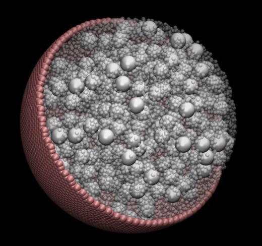 CAPTION A visualization of one of the model cells simulated by researchers at the Georgia Institute of Technology in their study of macromolecule confinement in cells. CAPTION A visualization of one of the model cells simulated by researchers at the Georgia Institute of Technology in their study of macromolecule confinement in cells.