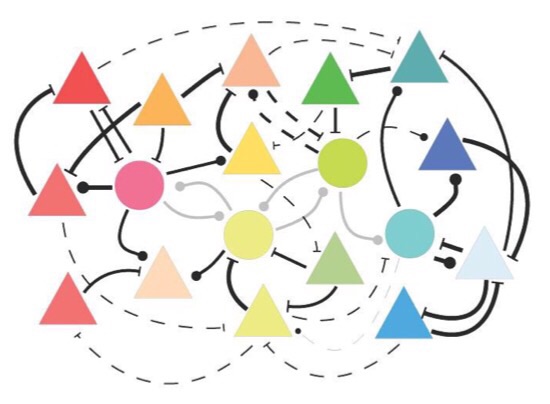 CAPTION The connections between nerve cells that react to similar stimuli are strengthened as they gain visual experience (thick lines), while other connections are weakened (thin lines). CAPTION The connections between nerve cells that react to similar stimuli are strengthened as they gain visual experience (thick lines), while other connections are weakened (thin lines).