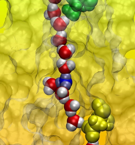 Proton permeation through flagellar motor stator complex MotA/B Based on the model of the three-dimensional structure of MotA/B identified in this research, protons can permeate through the gate (green) of the motor by diffusion of hydronium ions (blue), which induces the formation of a water wire (red and white) that may mediate the proton transfer to the proton binding site (yellow). © 2015 Yasutaka Nishihara and Akio Kitao. Proton permeation through flagellar motor stator complex MotA/B Based on the model of the three-dimensional structure of MotA/B identified in this research, protons can permeate through the gate (green) of the motor by diffusion of hydronium ions (blue), which induces the formation of a water wire (red and white) that may mediate the proton transfer to the proton binding site (yellow). © 2015 Yasutaka Nishihara and Akio Kitao.