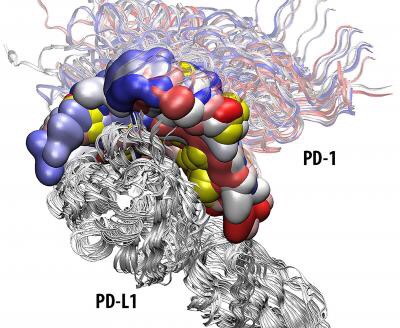 CAPTION Immune checkpoints induce their action through a complex network of protein-protein interactions. For example, the PD-1 pathway starts with a specific binding between the PD-1 receptor and either of its ligands (PD-L1 or PD-L2). It is only one way of binding between these proteins that can activate the pathway. The receptor has to bind to its ligand in a precise location on the surface of the proteins and in a particular conformation. Barakat's lab developed a computational model to understand how these proteins interact in human. These sophisticated algorithms combined with the computational power of the IBM Blue Gene/Q supercomputer allowed them to explore all possible conformations of the PD-1 and its ligands. The best conformation is shown in yellow in both figures and correlates very well with the available experimental data. These models are currently being used to rationally design small molecule inhibitor for the PD-1 pathway. Dr. Barakat thinks that this model is just a baby step toward a full picture of the whole pathway and other immune checkpoints proteins. CREDIT Dr. Barakat's lab CAPTION Immune checkpoints induce their action through a complex network of protein-protein interactions. For example, the PD-1 pathway starts with a specific binding between the PD-1 receptor and either of its ligands (PD-L1 or PD-L2). It is only one way of binding between these proteins that can activate the pathway. The receptor has to bind to its ligand in a precise location on the surface of the proteins and in a particular conformation. Barakat's lab developed a computational model to understand how these proteins interact in human. These sophisticated algorithms combined with the computational power of the IBM Blue Gene/Q supercomputer allowed them to explore all possible conformations of the PD-1 and its ligands. The best conformation is shown in yellow in both figures and correlates very well with the available experimental data. These models are currently being used to rationally design small molecule inhibitor for the PD-1 pathway. Dr. Barakat thinks that this model is just a baby step toward a full picture of the whole pathway and other immune checkpoints proteins. CREDIT Dr. Barakat's lab