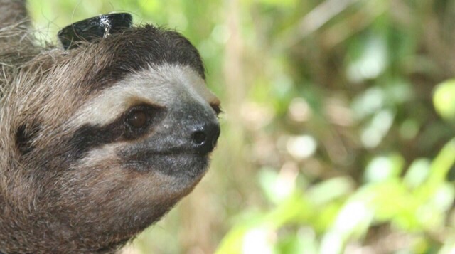 CAPTION This brown-throated three-toed sloth (B. variegatus) is wearing an EEG/EMG recorder on its head. CREDIT Niels Rattenborg, Max Planck Institute for Ornithology