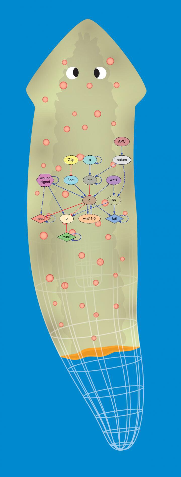 Planaria algorithmic is shown. Planaria algorithmic is shown.