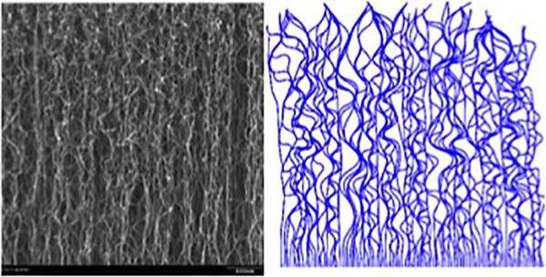 On the left is a scanning electron micrograph of a carbon nanotube forest. The figure on the right is a numerically simulated CNT forest. Credit: Matt Maschmann On the left is a scanning electron micrograph of a carbon nanotube forest. The figure on the right is a numerically simulated CNT forest. Credit: Matt Maschmann