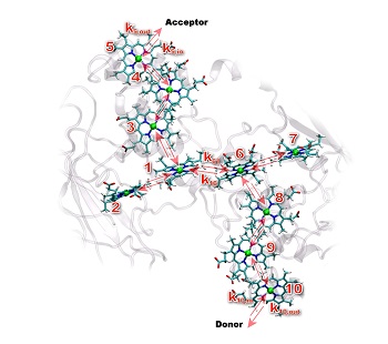 Numbered heme groups (in color) lie within MtrF protein's framework (in gray) and shuttle electrons from one end of the protein to the other. By Cortland Johnson (PNNL) and Julian Breuer Hugging hemes help electrons hop