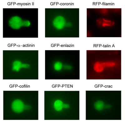 Cytoskeletal proteins move to different areas of a cell in response to the different forces created by suctioning with a thin glass tube. Credit: Robinson Lab New model shows how Cells' 'molecular muscles' help them sense, respond to their environments