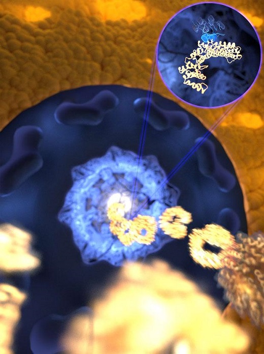 CAPTION The ultrafast and yet selective binding allows the receptor (gold) to rapidly travel through the pore filled with disordered proteins (blue) into the nucleus, while any unwanted molecules are kept outside. CREDIT Mercadante /HITS CAPTION The ultrafast and yet selective binding allows the receptor (gold) to rapidly travel through the pore filled with disordered proteins (blue) into the nucleus, while any unwanted molecules are kept outside. CREDIT Mercadante /HITS