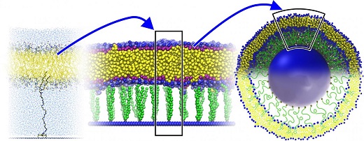 CAPTION A liposome, stabilized by anchoring its membrane to a solid cord with polymeric tethers, could provide a more stable carrier for nanoparticles. CAPTION A liposome, stabilized by anchoring its membrane to a solid cord with polymeric tethers, could provide a more stable carrier for nanoparticles.