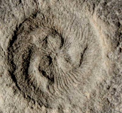 CAPTION SuperComputer simulations have allowed scientists, led by Dr Imran Rahman of the University of Bristol, UK to work out how this 555-million-year-old organism with no known modern relatives fed. Their research reveals that some of the first large, complex organisms on Earth formed ecosystems that were much more complex than previously thought. CREDIT M. Laflamme CAPTION SuperComputer simulations have allowed scientists, led by Dr Imran Rahman of the University of Bristol, UK to work out how this 555-million-year-old organism with no known modern relatives fed. Their research reveals that some of the first large, complex organisms on Earth formed ecosystems that were much more complex than previously thought. CREDIT M. Laflamme