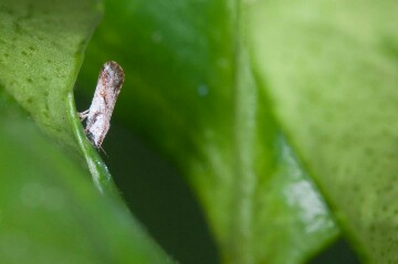 CAPTION In the study the authors we investigated feeding of the Asian citrus psyllid (pictured above), a hemipteran vector of the pathogen causing citrus greening disease. CREDIT PROMark Yokoyama / Flickr (CCBY) CAPTION In the study the authors we investigated feeding of the Asian citrus psyllid (pictured above), a hemipteran vector of the pathogen causing citrus greening disease. CREDIT PROMark Yokoyama / Flickr (CCBY)
