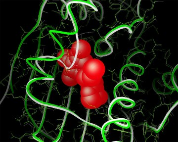CAPTION The new grant will support the development of computational methods for studying cellular and atomic structures. This example shows modeling protein flexibility with AutoDockFR. CAPTION The new grant will support the development of computational methods for studying cellular and atomic structures. This example shows modeling protein flexibility with AutoDockFR.