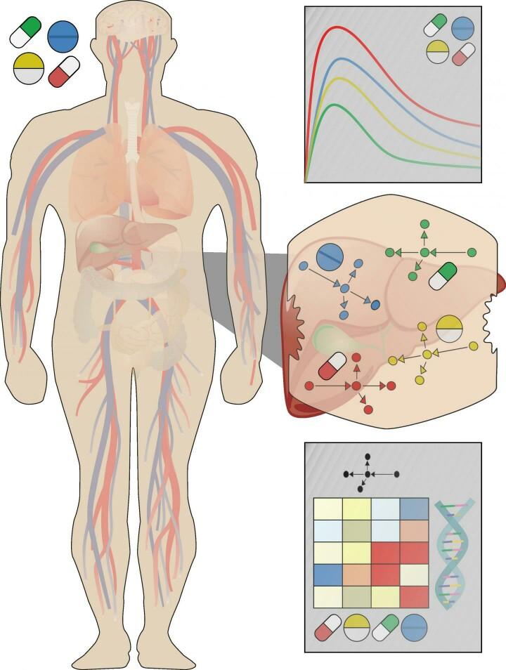 CAPTION Multiscale analysis of drug-induced cellular responses. The application of a multiscale modeling approach in humans allows the representation of drug concentration-time profiles in liver tissue and ultimately enables a comparative analysis of simulated drug-induced changes at the cellular scale. CREDIT Thiel, Kuepfer CAPTION Multiscale analysis of drug-induced cellular responses. The application of a multiscale modeling approach in humans allows the representation of drug concentration-time profiles in liver tissue and ultimately enables a comparative analysis of simulated drug-induced changes at the cellular scale. CREDIT Thiel, Kuepfer