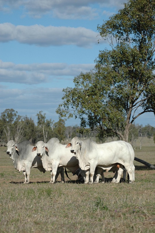 Australian Brahman bulls are adapted to harsh tropical and sub-tropical conditions. Australian Brahman bulls are adapted to harsh tropical and sub-tropical conditions.