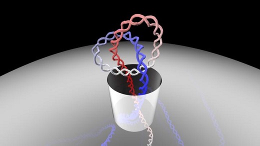 CAPTION How can long DNA filaments, which have convoluted and highly knotted structure, manage to pass through the tiny pores of various biological systems? This is the fascinating question addressed by Antonio Suma and Cristian Micheletti, researchers at the International School for Advanced Studies (SISSA) in Trieste who used computer simulations to investigate the options available to the genetic material in such situations. The study has just been published in PNAS, the journal of the National Academy of Sciences of the Unites States. CREDIT Antonio Suma, SISSA CAPTION How can long DNA filaments, which have convoluted and highly knotted structure, manage to pass through the tiny pores of various biological systems? This is the fascinating question addressed by Antonio Suma and Cristian Micheletti, researchers at the International School for Advanced Studies (SISSA) in Trieste who used computer simulations to investigate the options available to the genetic material in such situations. The study has just been published in PNAS, the journal of the National Academy of Sciences of the Unites States. CREDIT Antonio Suma, SISSA
