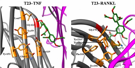 These are representative conformations of T23 in TNF and RANKL. These are representative conformations of T23 in TNF and RANKL.