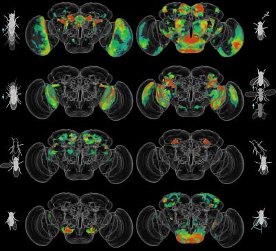 CAPTION Whole-brain maps of the fruit fly reveal neurons involved in certain behaviors, such as (clockwise from top left) walking, stopping, jumping, female chasing, altering wing angle, wing grooming, wing extension, and backing up. Colors represent the degree of correlation between groups of neurons and specific behaviors, from blue (lower correlation) to red (higher correlation). CREDIT Robie et al./Cell 2017 CAPTION Whole-brain maps of the fruit fly reveal neurons involved in certain behaviors, such as (clockwise from top left) walking, stopping, jumping, female chasing, altering wing angle, wing grooming, wing extension, and backing up. Colors represent the degree of correlation between groups of neurons and specific behaviors, from blue (lower correlation) to red (higher correlation). CREDIT Robie et al./Cell 2017