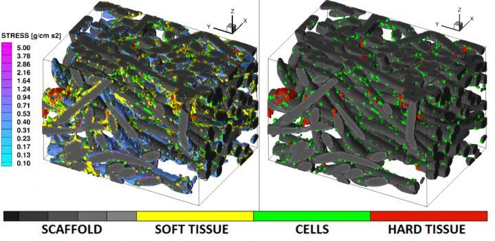 CAPTION LEFT: Calculated shear stress (SS). RIGHT: Soft tis-sue is subtracted using image processing. Images represent a 0.62 mm x 0.91 mm x 0.62 mm volume. In these images gray scale represents the poly-L-lactic acid fiber-mesh scaffold of 30 micrometre diameter, green color marks individual cells, yellow is soft tissue and red is calcification. The "cool" color map represents the fluid-induced surface SS for physiologically-relevant stress levels of > 0.1 g/cm s^2.