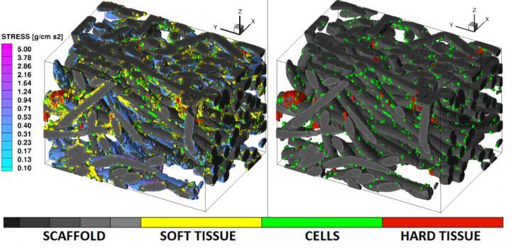 CAPTION LEFT: Calculated shear stress (SS). RIGHT: Soft tis-sue is subtracted using image processing. Images represent a 0.62 mm x 0.91 mm x 0.62 mm volume. In these images gray scale represents the poly-L-lactic acid fiber-mesh scaffold of 30 micrometre diameter, green color marks individual cells, yellow is soft tissue and red is calcification. The "cool" color map represents the fluid-induced surface SS for physiologically-relevant stress levels of > 0.1 g/cm s^2. CAPTION LEFT: Calculated shear stress (SS). RIGHT: Soft tis-sue is subtracted using image processing. Images represent a 0.62 mm x 0.91 mm x 0.62 mm volume. In these images gray scale represents the poly-L-lactic acid fiber-mesh scaffold of 30 micrometre diameter, green color marks individual cells, yellow is soft tissue and red is calcification. The "cool" color map represents the fluid-induced surface SS for physiologically-relevant stress levels of > 0.1 g/cm s^2.