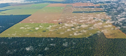 This agro-industrial field being prepared for soybean planting is in the midst of Brazil's Cerradao forest. A team of Stanford researchers has developed a computer model that can help understand the ways that activities such as clear-cutting might impact the future of the land and indigenous people who live in the Amazon rainforest. (Photo: Courtesy Jose Fragoso) This agro-industrial field being prepared for soybean planting is in the midst of Brazil's Cerradao forest. A team of Stanford researchers has developed a computer model that can help understand the ways that activities such as clear-cutting might impact the future of the land and indigenous people who live in the Amazon rainforest. (Photo: Courtesy Jose Fragoso)