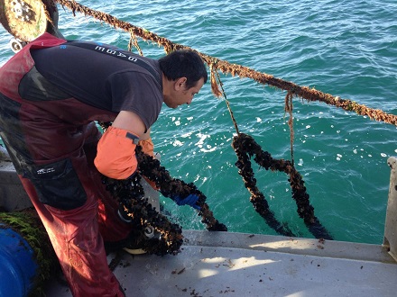 CAPTION Bernard Friedman of Santa Barbara Mariculture hauls in a line of mussels at his aquaculture farm off the coast of southern California. CREDIT Rebecca Gentry CAPTION Bernard Friedman of Santa Barbara Mariculture hauls in a line of mussels at his aquaculture farm off the coast of southern California. CREDIT Rebecca Gentry