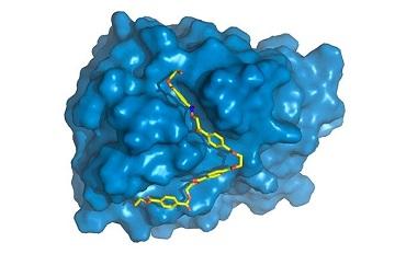 PETase is shown in blue, with PET chain (yellow) bound to active site, where it will be degraded. PETase is shown in blue, with PET chain (yellow) bound to active site, where it will be degraded.