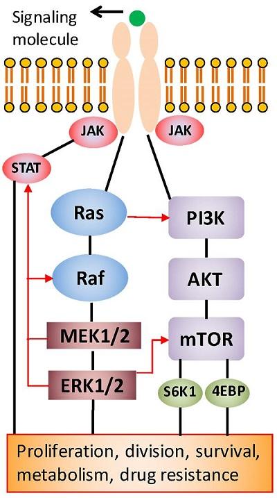 Cell growth is a highly regulated process in healthy tissues; however, this process is deregulated in cancer cells, enabling them to continually grow to form tumors. This growth is driven by signaling through several signaling pathways. Identifying these pathways presents attractive new targets for treatment with specific molecular inhibitors that are far less toxic to patients than conventional chemotherapy drugs. However, studies have shown that cancer cells can develop resistance to the inhibitor drugs by activating an alternative signaling pathway to facilitate their growth. This feedback signaling renders patients non-responsive to the cancer drug. Recent efforts to block the activity of two pathways by the simultaneous use of two inhibitors were somewhat successful against tumors, but they generated excessive toxicity to patients and, as a result, clinical trials had to stop. Cell growth is a highly regulated process in healthy tissues; however, this process is deregulated in cancer cells, enabling them to continually grow to form tumors. This growth is driven by signaling through several signaling pathways. Identifying these pathways presents attractive new targets for treatment with specific molecular inhibitors that are far less toxic to patients than conventional chemotherapy drugs. However, studies have shown that cancer cells can develop resistance to the inhibitor drugs by activating an alternative signaling pathway to facilitate their growth. This feedback signaling renders patients non-responsive to the cancer drug. Recent efforts to block the activity of two pathways by the simultaneous use of two inhibitors were somewhat successful against tumors, but they generated excessive toxicity to patients and, as a result, clinical trials had to stop.