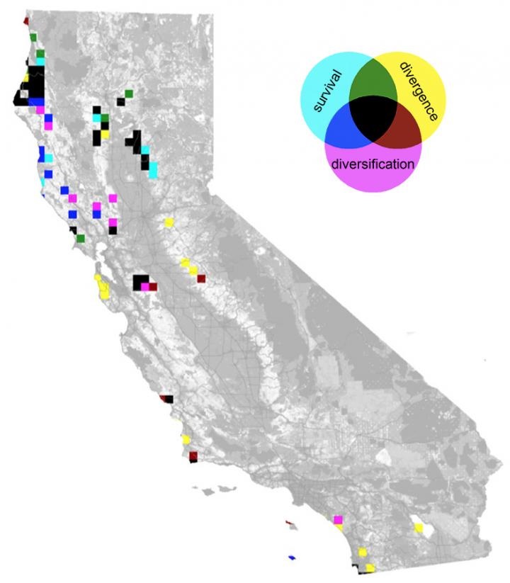 CAPTION The top 50 highest-priority sites for preserving California's native plants under three measures of biodiversity: genetic uniqueness (divergence), historic speciation rate (diversification) and independent evolutionary history (survival). Areas high in all three measures are in black.  CREDIT Brent Mishler lab, UC Berkeley