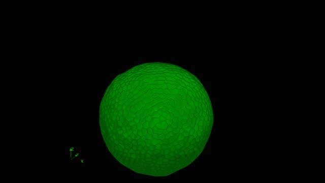 Researchers developed a simulation that shows how cells act during the formation of the optic cup. The results were then validated in the lab. Researchers developed a simulation that shows how cells act during the formation of the optic cup. The results were then validated in the lab.