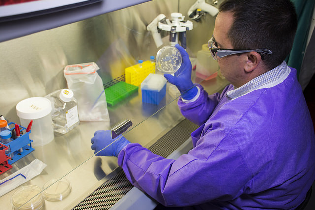 Germinated anthrax spores (Sterne Strain)  PNNL microbiologist Josh Powell looks at anthrax spores, which have developed into bacteria over the course of 12 hours. At low doses, researchers found growth of spores is lower in human lung cells than rabbits.  