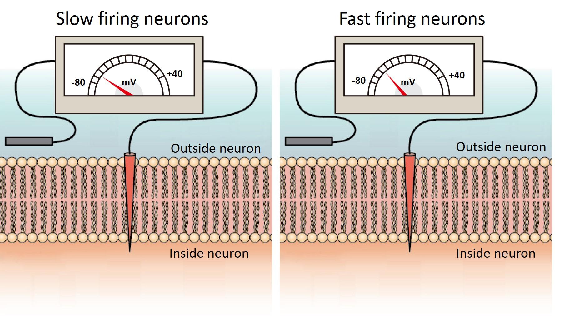 20200908 membrane voltage fast and slow firing neurons 9b885