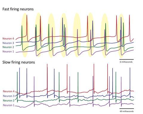 20200908 presence absence synchronization neurons 3bca6