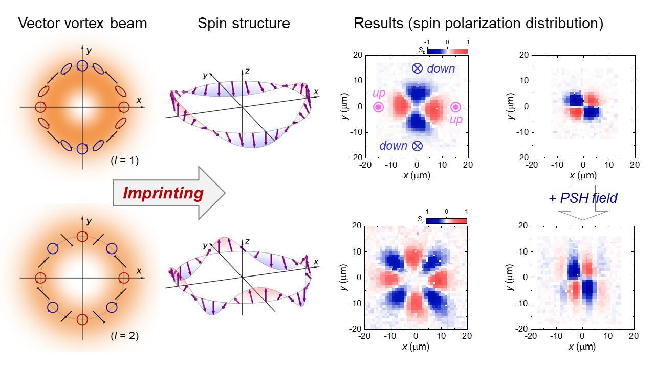 Researchers from Japan have utilized a vector optical vortex (left), a structured light with spatially variant polarization, for generating spatially structured spin states in a semiconductor quantum well (left). This is achieved by imprinting the vortex beam's structure on to the electron spins. Moreover, the combination of the excited spin texture and PSH fields leads to two helical spin waves with opposite phases. Researchers from Japan have utilized a vector optical vortex (left), a structured light with spatially variant polarization, for generating spatially structured spin states in a semiconductor quantum well (left). This is achieved by imprinting the vortex beam's structure on to the electron spins. Moreover, the combination of the excited spin texture and PSH fields leads to two helical spin waves with opposite phases.